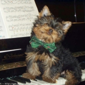 Photo de Yorkshire terrier