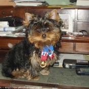 Photo de Yorkshire terrier