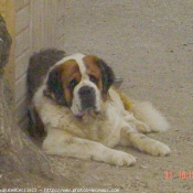 Photo de Saint-bernard poil long