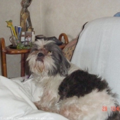 Photo de Shih tzu