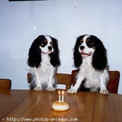 Photo de Cavalier king charles spaniel