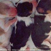 Photo de Cavalier king charles spaniel