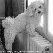 Photo de Bichon  poil fris