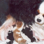 Photo de Cavalier king charles spaniel