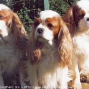 Photo de Cavalier king charles spaniel