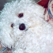 Photo de Bichon  poil fris