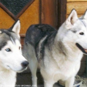 Photo de Husky siberien