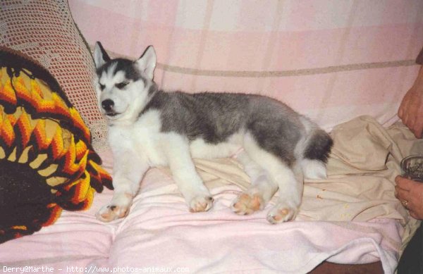 Photo de Husky siberien