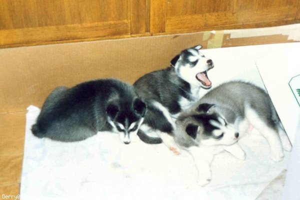 Photo de Husky siberien