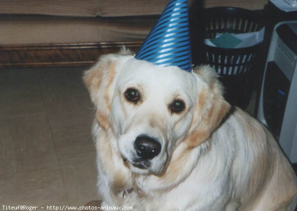 Photo de Golden retriever