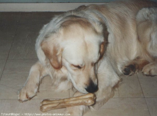 Photo de Golden retriever