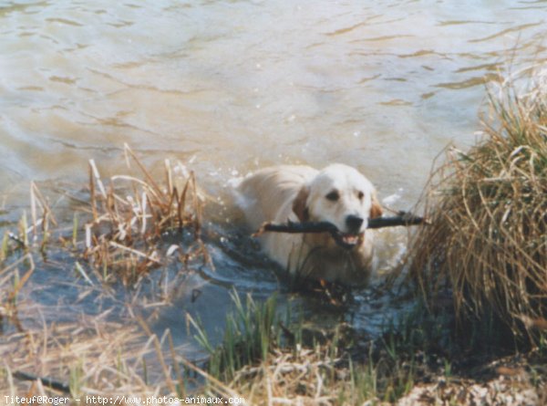 Photo de Golden retriever