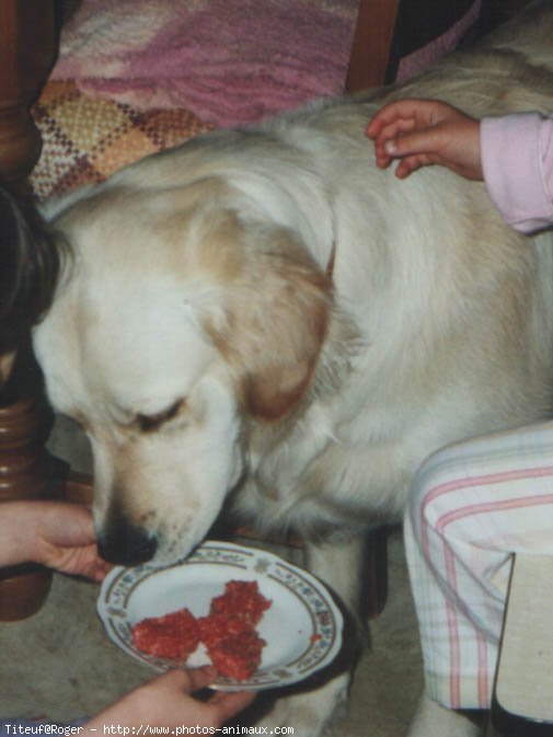 Photo de Golden retriever