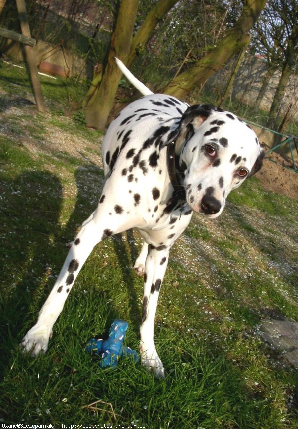 Photo de Dalmatien