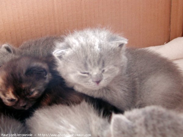 Photo de British shorthair