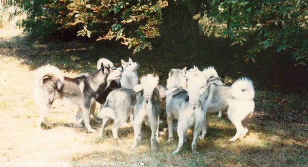 Photo de Husky siberien