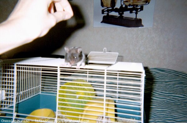 Photo de Hamster