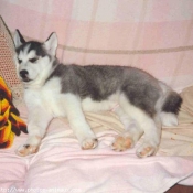 Photo de Husky siberien