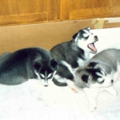 Photo de Husky siberien