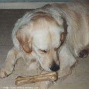 Photo de Golden retriever