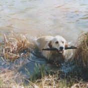 Photo de Golden retriever