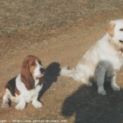 Photo de Races diffrentes