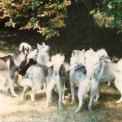 Photo de Husky siberien