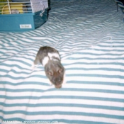 Photo de Hamster