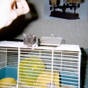 Photo de Hamster