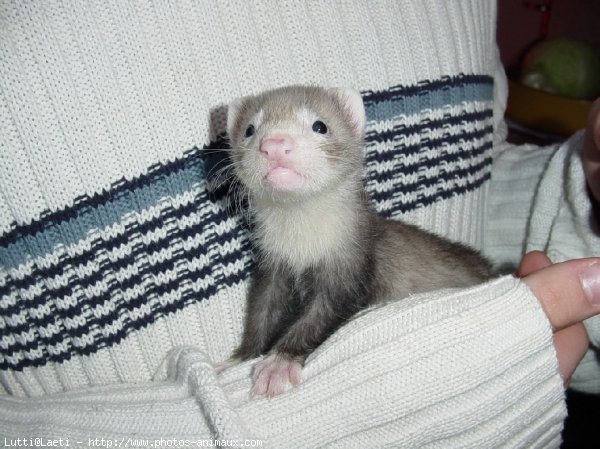 Photo de Furet