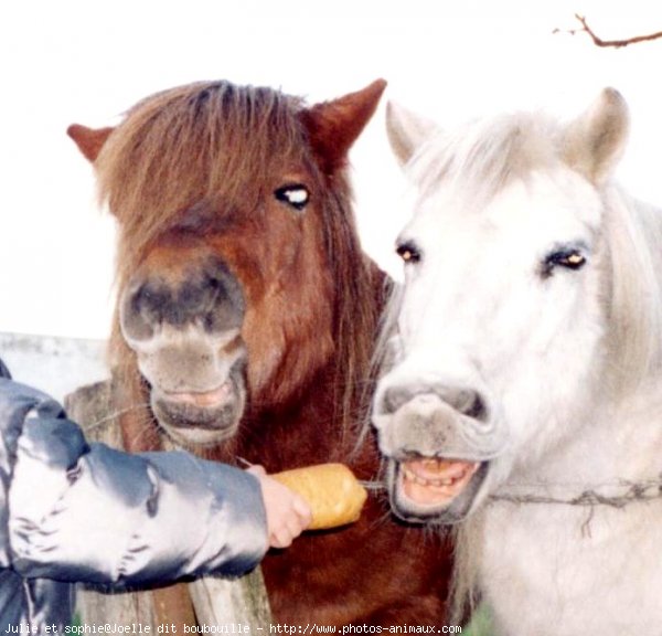 Photo de Poney franais de selle