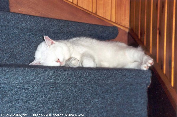 Photo de Chat domestique