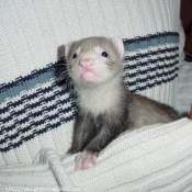 Photo de Furet