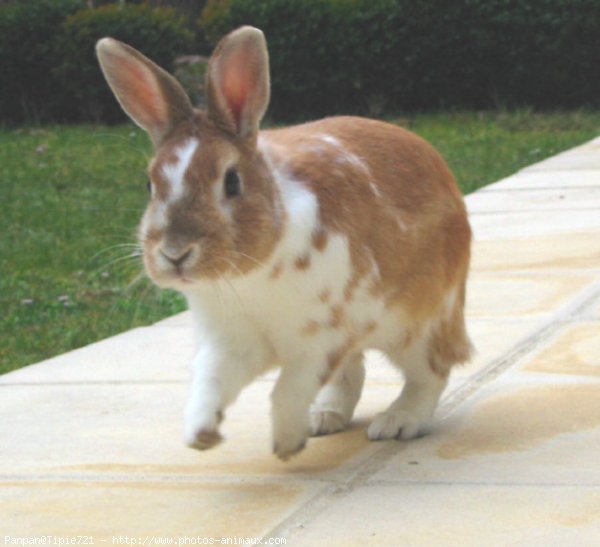 Photo de Lapin