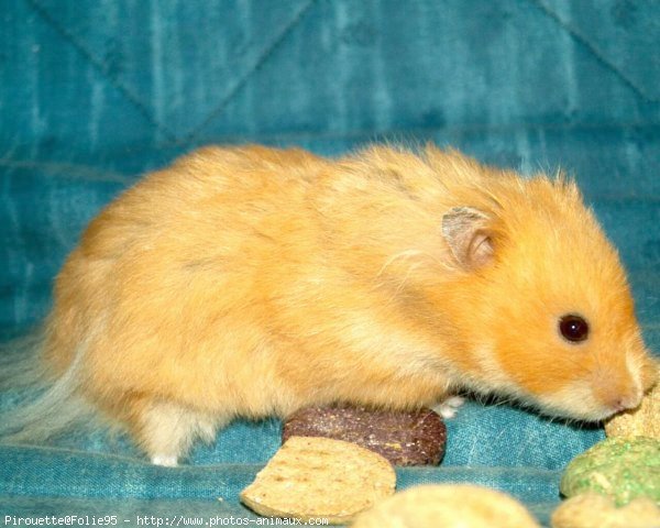 Photo de Hamster