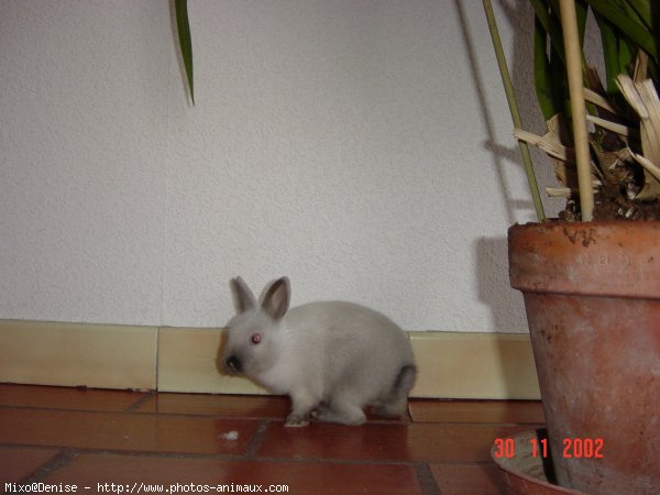 Photo de Lapin