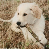 Photo de Golden retriever