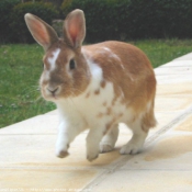 Photo de Lapin