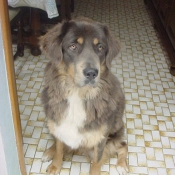 Photo de Dogue du tibet