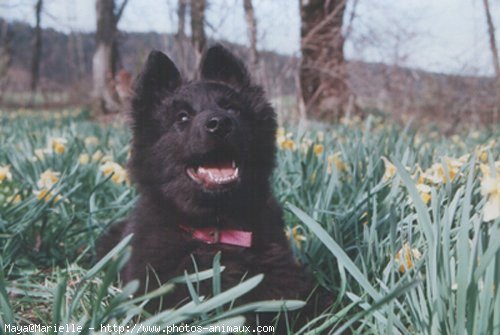 Photo de Berger belge groenendael