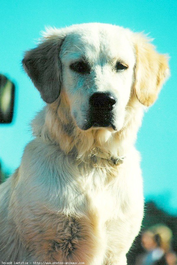 Photo de Golden retriever