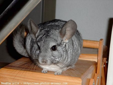 Photo de Chinchilla