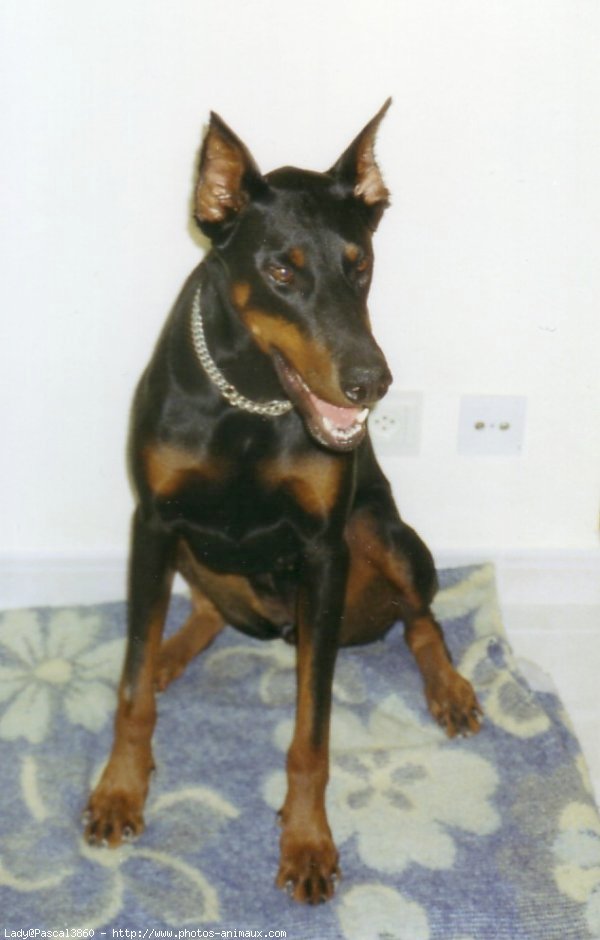 Photo de Dobermann