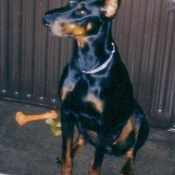 Photo de Dobermann