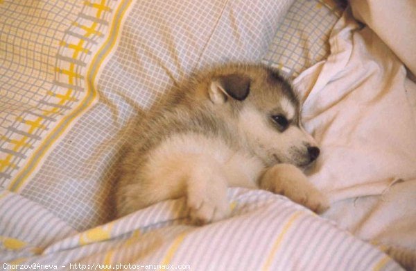 Photo de Husky siberien