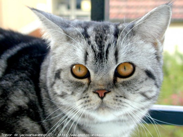 Photo de British shorthair