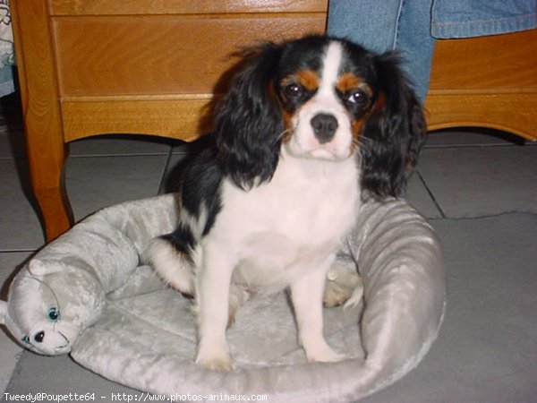 Photo de Cavalier king charles spaniel