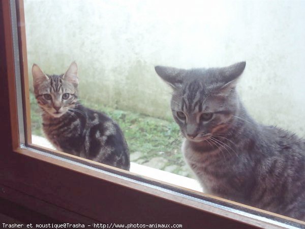 Photo de Chat domestique