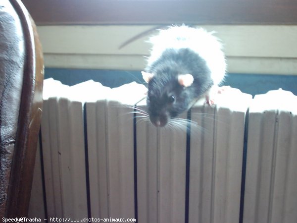 Photo de Rat