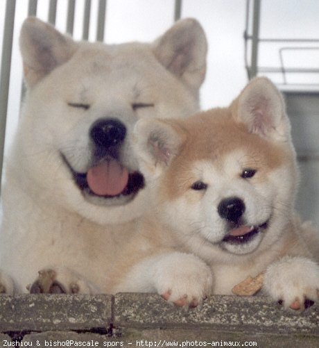 Photo d'Akita inu